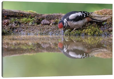 Mirror Mirror - Great Spotted Woodpecker Canvas Art Print - Woodpecker Art