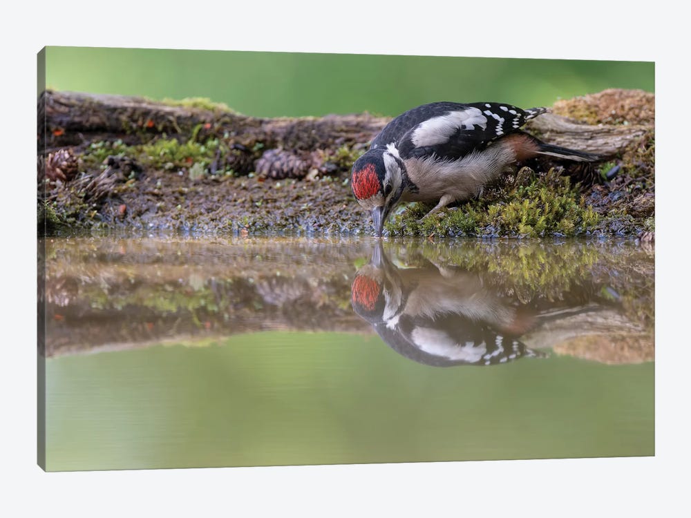 Mirror Mirror - Great Spotted Woodpecker by Dean Mason 1-piece Canvas Artwork