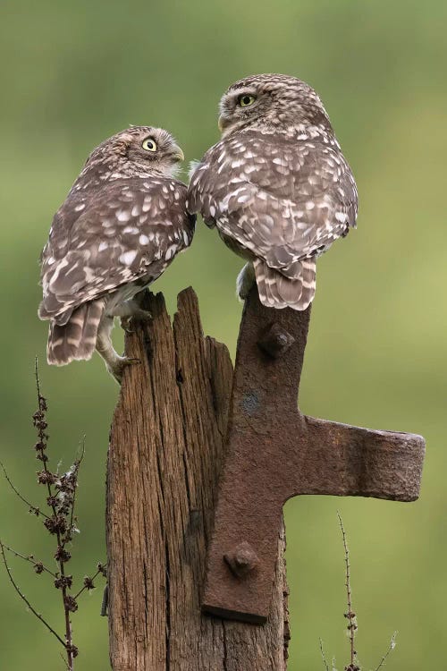 Mr & Mrs.Little Owls