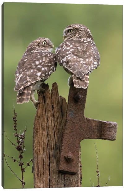 Mr & Mrs.Little Owls Canvas Art Print - Dean Mason