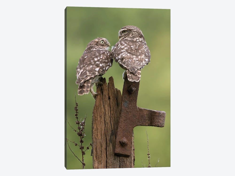 Mr & Mrs.Little Owls by Dean Mason 1-piece Art Print