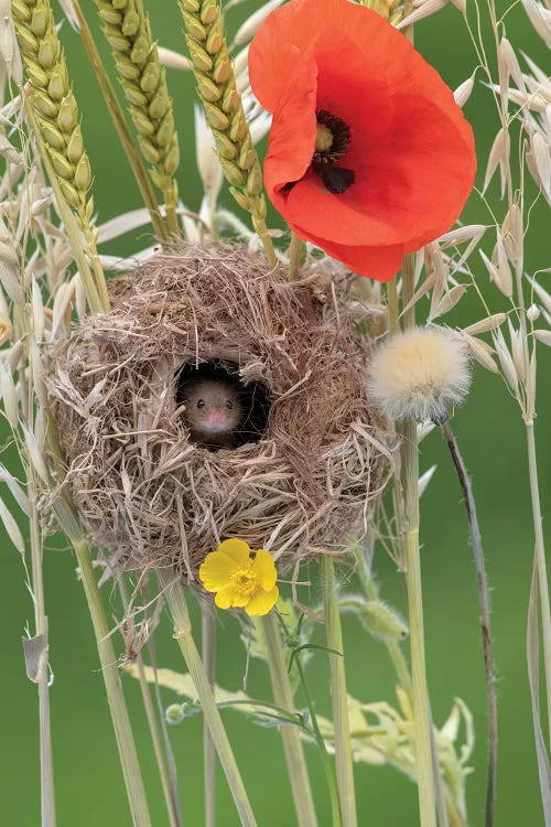 Nesting With Poppies