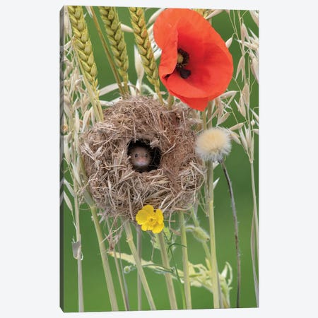 Nesting With Poppies Canvas Print #DEM55} by Dean Mason Canvas Artwork