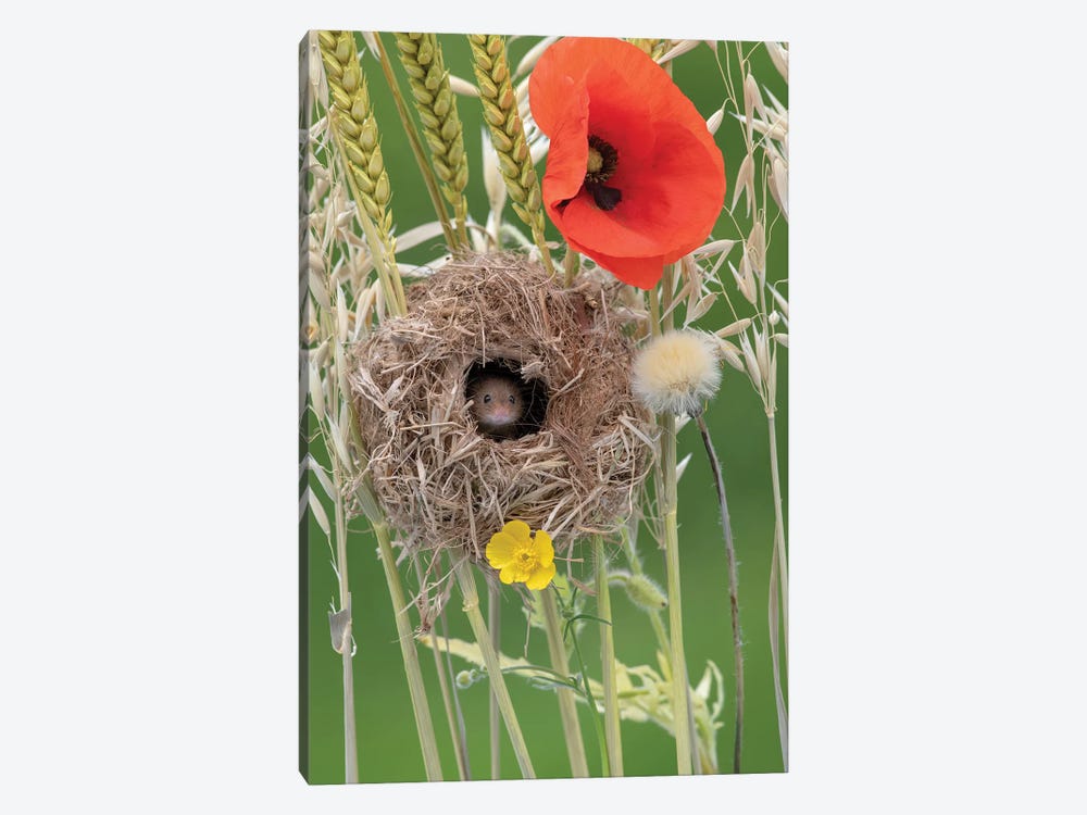 Nesting With Poppies by Dean Mason 1-piece Canvas Art