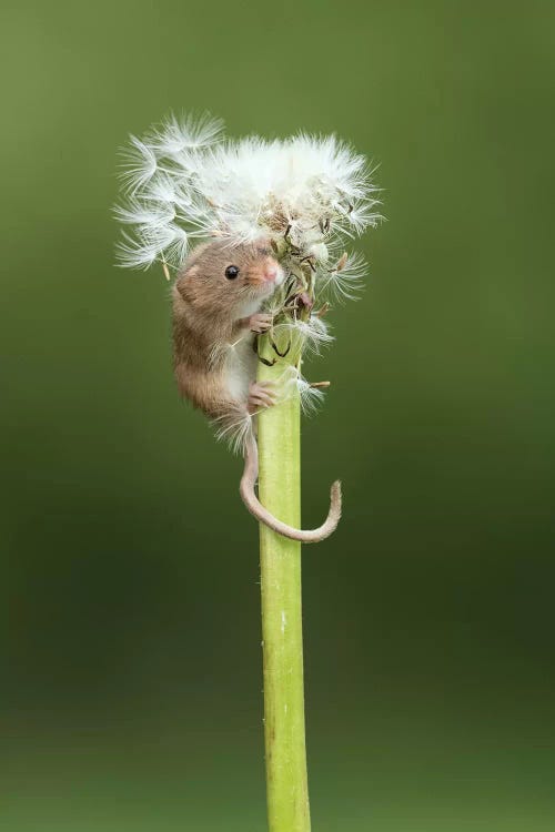 Now You See Me - Harvest Mouse by Dean Mason wall art