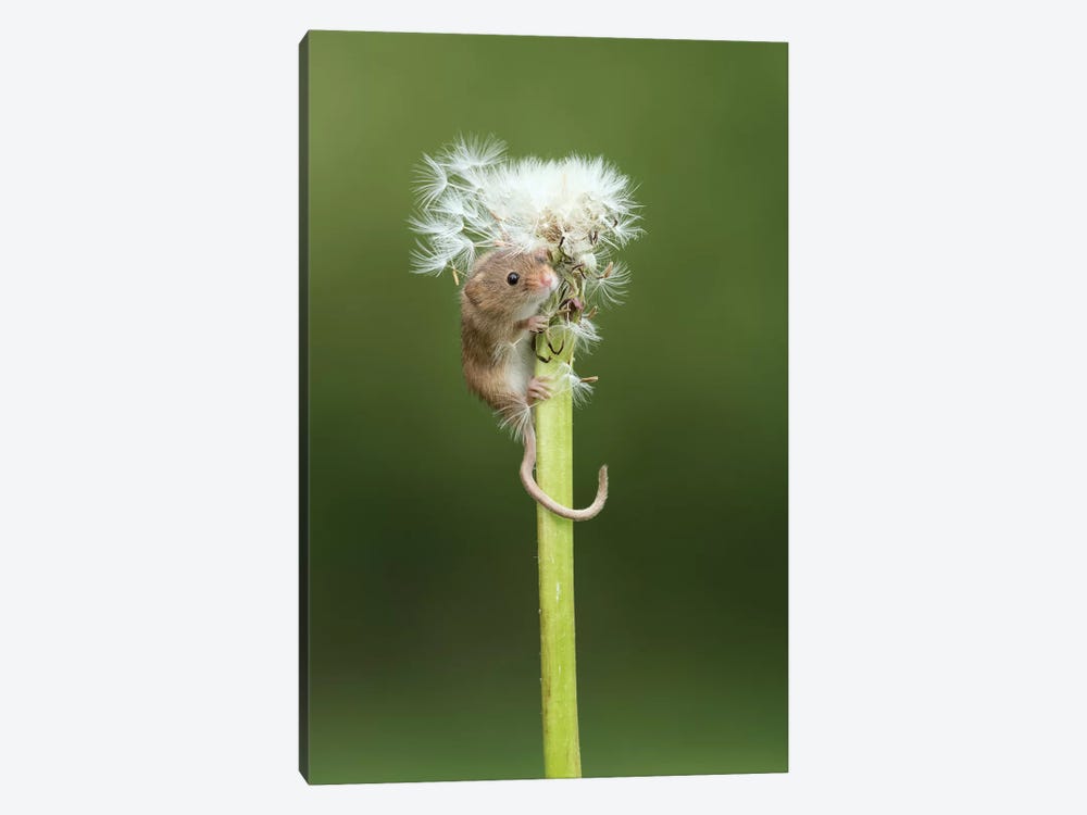 Now You See Me - Harvest Mouse by Dean Mason 1-piece Canvas Print