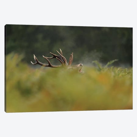 Now You See Me - Red Stag Canvas Print #DEM57} by Dean Mason Canvas Artwork