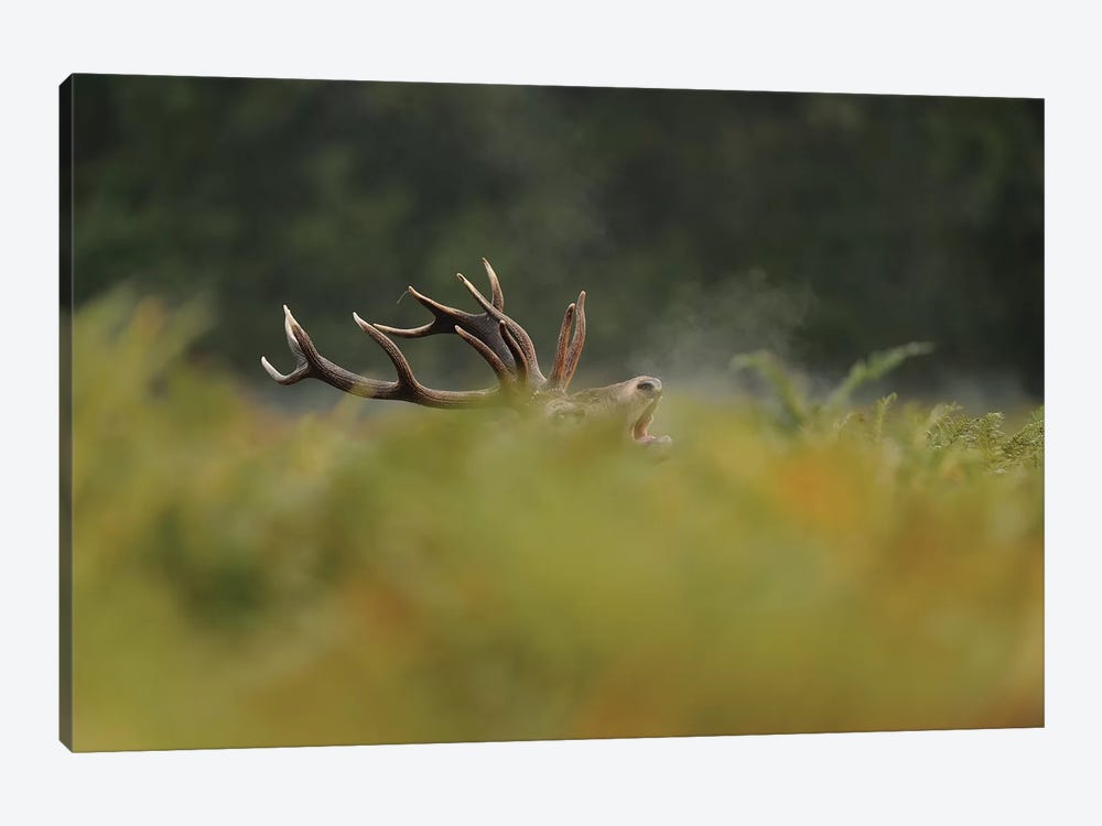 Now You See Me - Red Stag by Dean Mason 1-piece Canvas Artwork