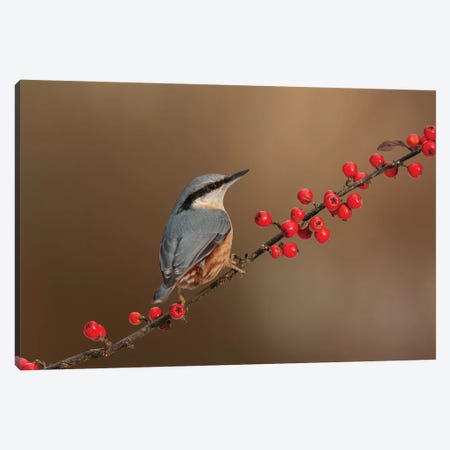 Nuthatch And Berries Canvas Print #DEM58} by Dean Mason Canvas Print