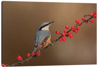 Nuthatch And Berries Canvas Art Print