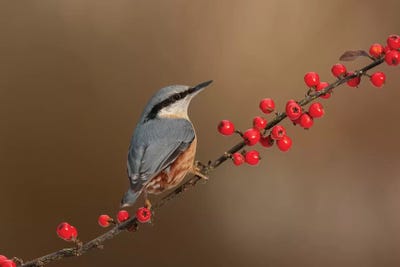 Nuthatches