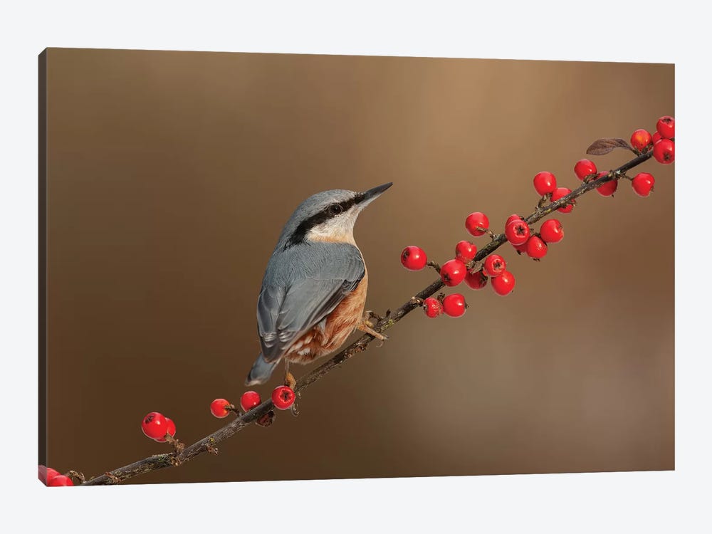 Nuthatch And Berries by Dean Mason 1-piece Canvas Art Print