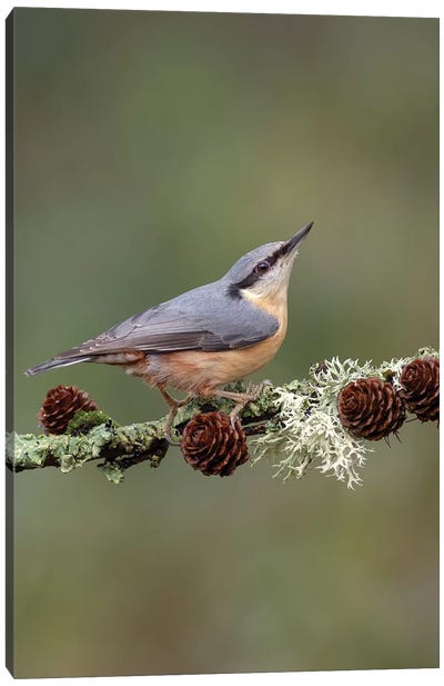Nuthatch On Larch Cones Canvas Art Print