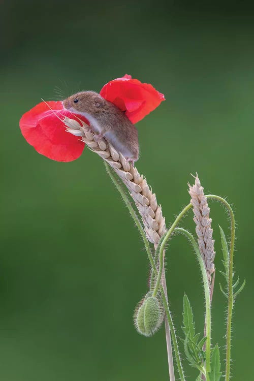 Angel Wings - Harvest Mouse by Dean Mason wall art