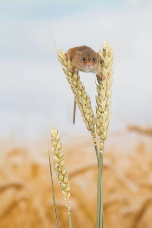 Ohhh Hello - Harvest Mouse