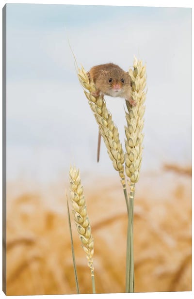 Ohhh Hello - Harvest Mouse Canvas Art Print - Dean Mason