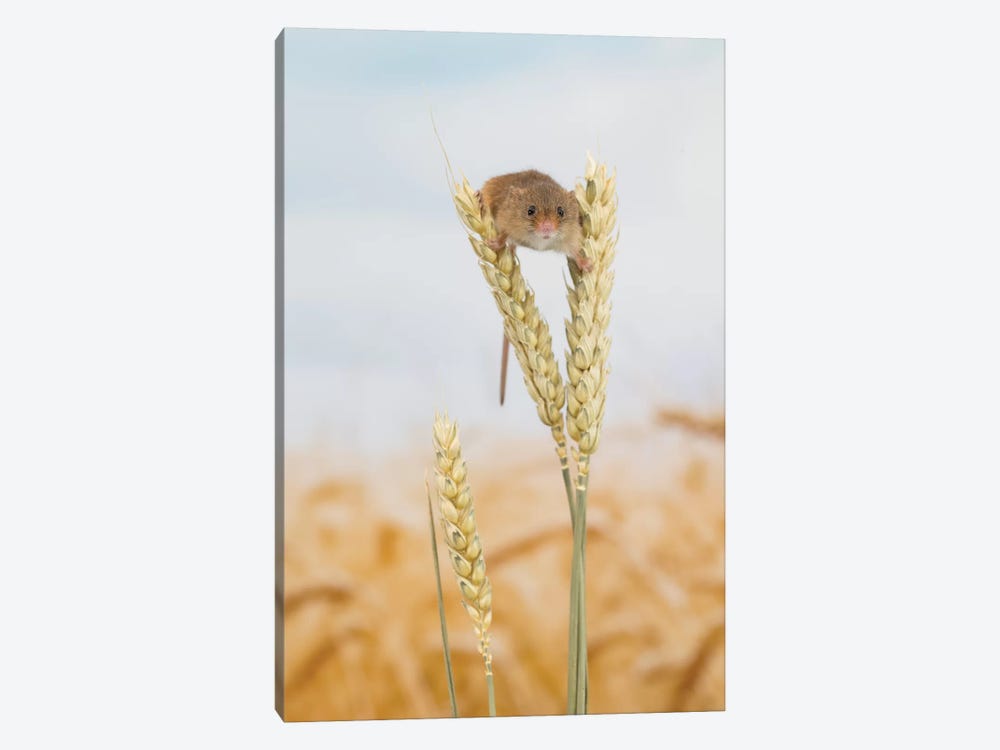Ohhh Hello - Harvest Mouse by Dean Mason 1-piece Canvas Print