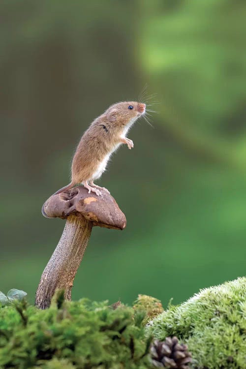 On The Lookout - Harvest Mouse by Dean Mason wall art