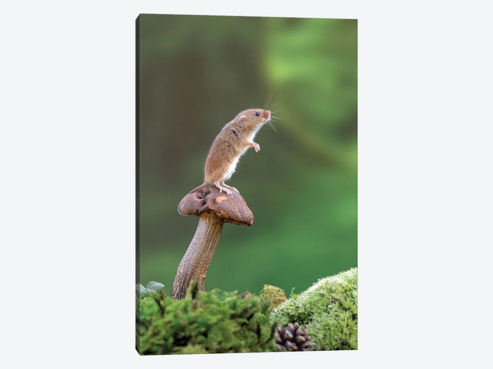 On The Lookout - Harvest Mouse by Dean Mason 1-piece Canvas Wall Art