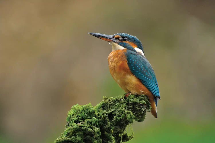 Proud Kingfisher