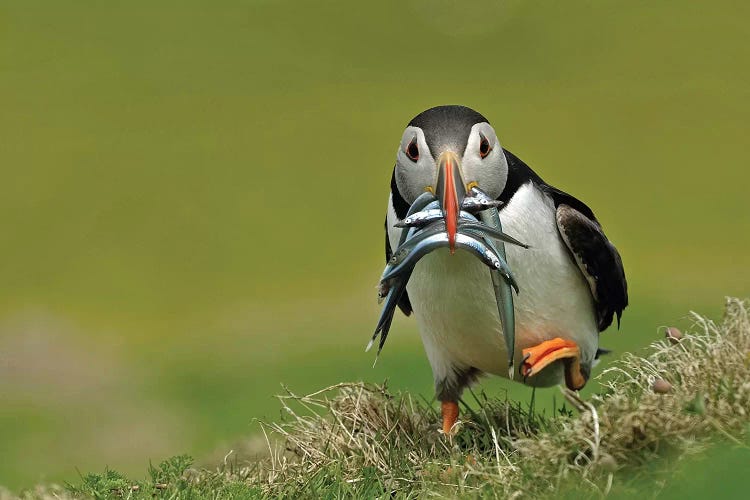 Puffin On The Run