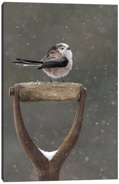 Resting For A While - Long Tailed Tit Canvas Art Print - Snow Art