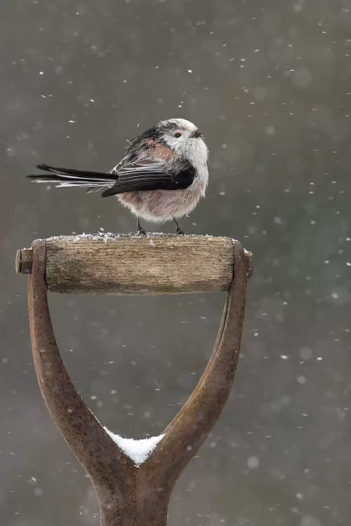 Resting For A While - Long Tailed Tit