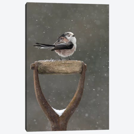 Resting For A While - Long Tailed Tit Canvas Print #DEM69} by Dean Mason Canvas Artwork