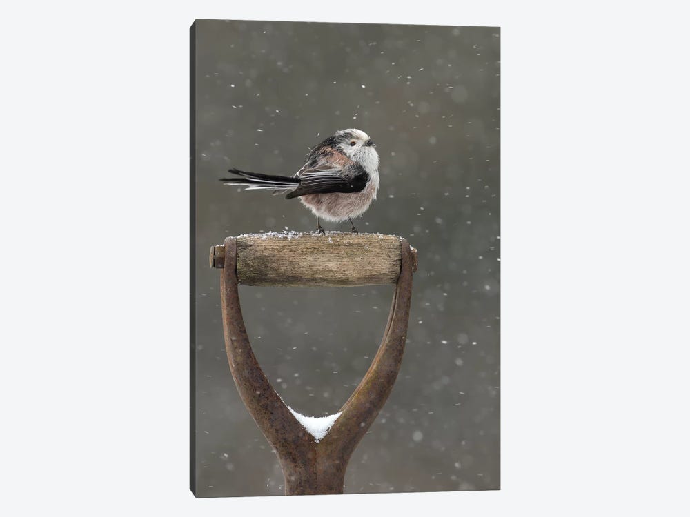 Resting For A While - Long Tailed Tit by Dean Mason 1-piece Canvas Art Print
