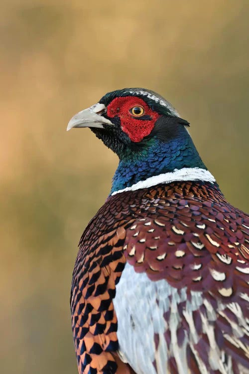 Autumn Pheasant by Dean Mason wall art