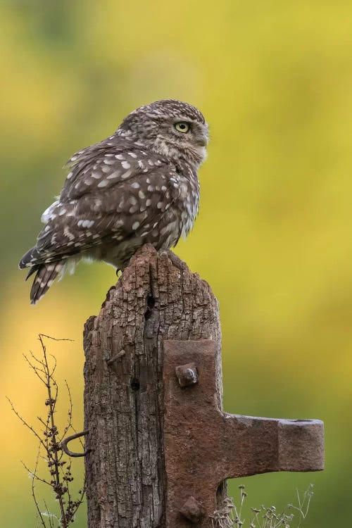 Resting Little Owl