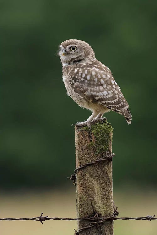 Resting Owlett by Dean Mason wall art