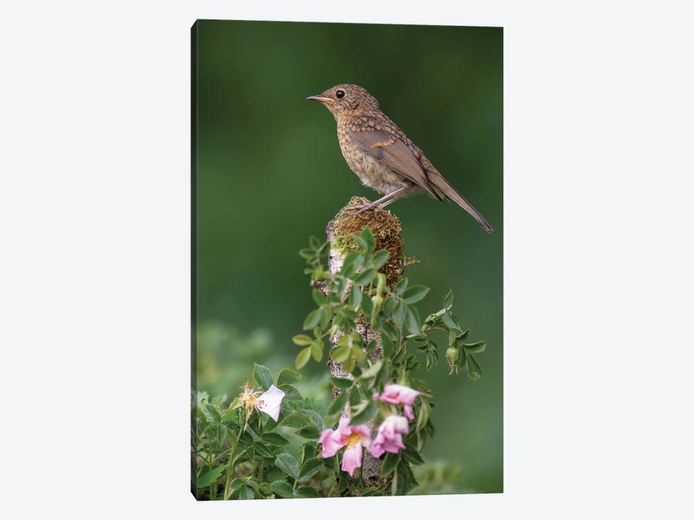 Robin And Spring Blossom by Dean Mason 1-piece Canvas Print