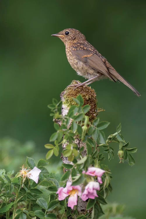 Robin And Spring Blossom