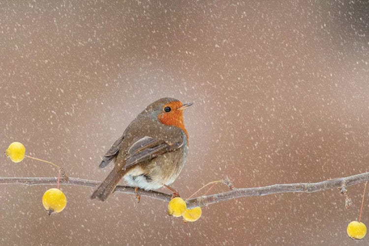 Robin In The Snow