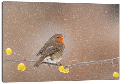 Robin In The Snow Canvas Art Print - Dean Mason