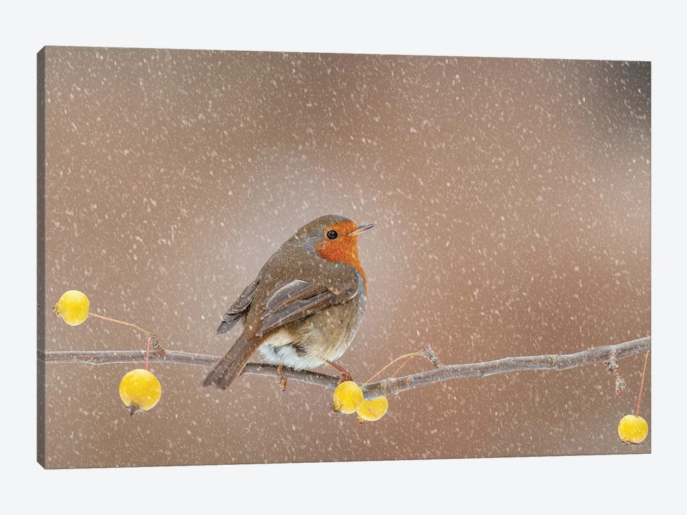 Robin In The Snow by Dean Mason 1-piece Canvas Artwork