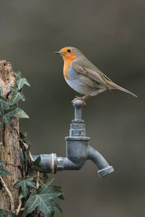 Robin On Garden Tap