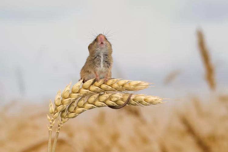 Shall I Go Higher - Harvest Mouse