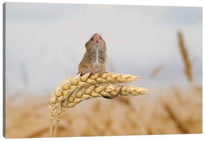 Shall I Go Higher - Harvest Mouse Canvas Art Print - Dean Mason