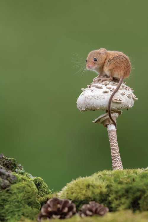 Sitting Pretty - Harvest Mouse by Dean Mason wall art