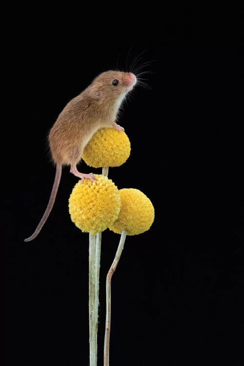 Smile For The Camera - Harvest Mouse