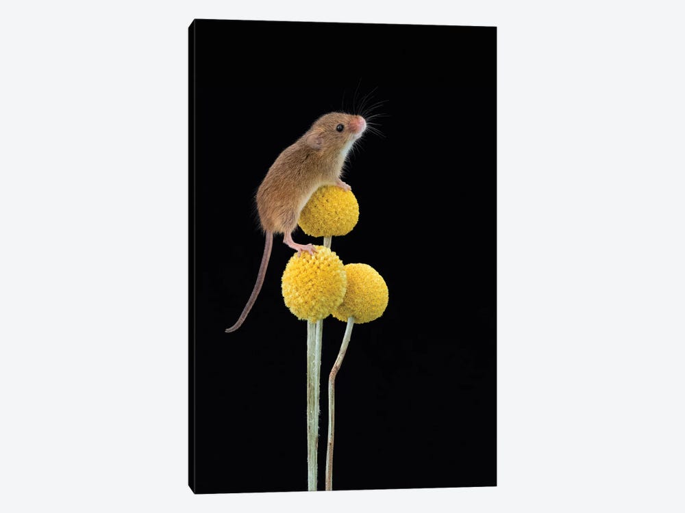 Smile For The Camera - Harvest Mouse by Dean Mason 1-piece Canvas Art