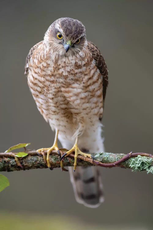 Sparrowhawk Male I