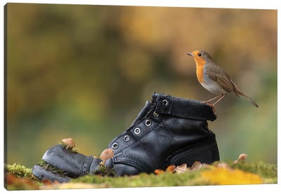 Autumnal Robin On Old Boot Canvas Art Print - Fashion Photography