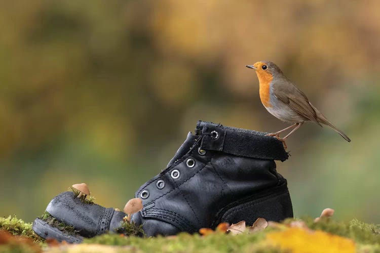 Autumnal Robin On Old Boot by Dean Mason wall art