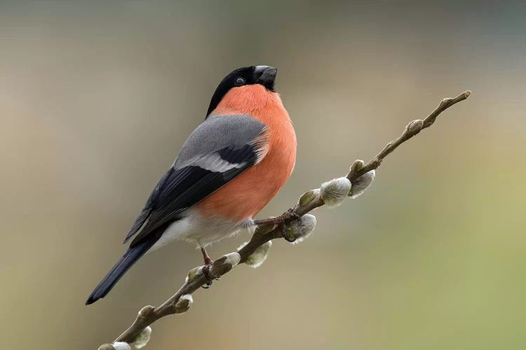 Such A Toff - Bullfinch On Willow