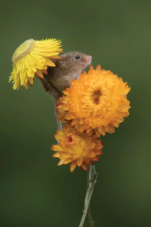 Summer Shade - Harvest Mouse by Dean Mason wall art