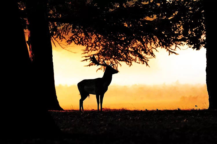 Sunrise Fallow