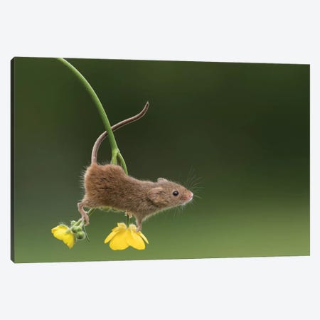 The Acrobat - Harvest Mouse Canvas Print #DEM85} by Dean Mason Canvas Print